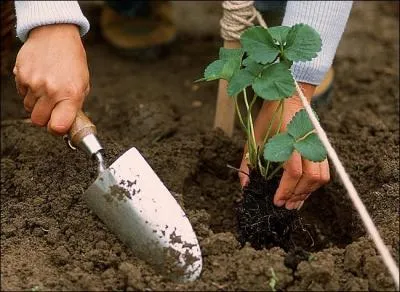 Vous venez de jardiner et vos ongles sont sales. Horreur ! Que pouvez-vous faire pour les rendre blancs ?