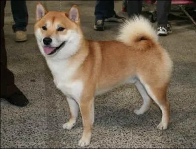 Que signifie le mot shiba ?