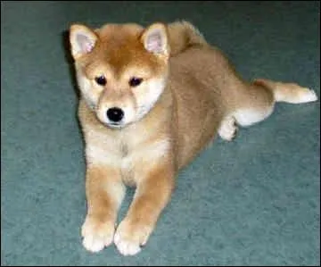 Combien mesure-t-il ?