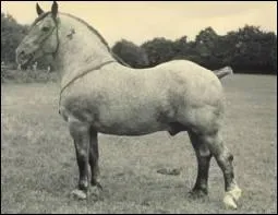 Quel cheval de trait tait le plus utilis par les chevaliers pour faire la guerre, autrefois ?