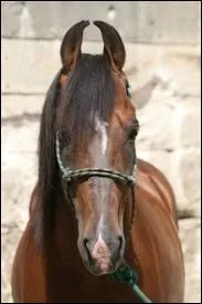 De quel pays vient le Marwari ?