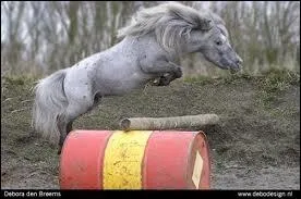 Quelle est la race de ce poney amricain ?