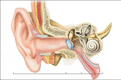 La science qui tudie l'oreille est :