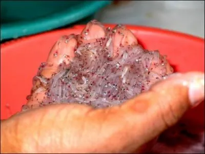 Petit poisson minuscule que l'on trouve dans les Antilles et sur les ctes africaines, c'est le :