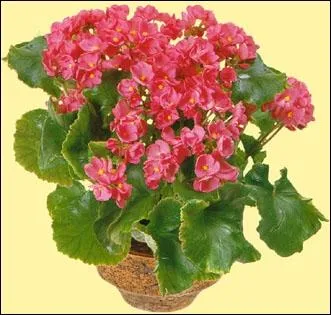 Cette plante appele  bgonia  porte son nom en souvenir de :