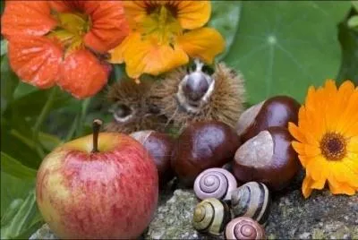 (...) était le plus beau de tous les fruits du monde,