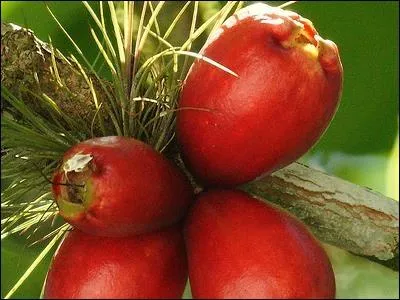 Sous l'un (...) l'autre des cieux, Ni la rouge (...),