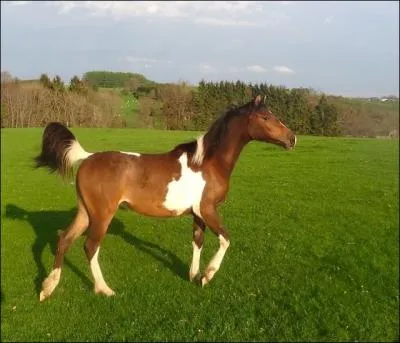 Quelle est sa robe ?