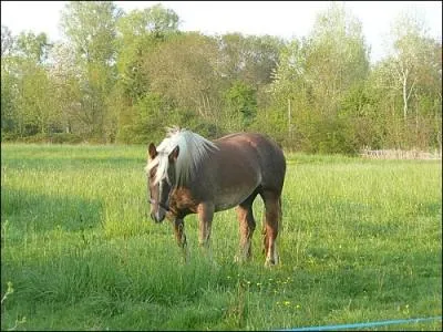 Quelle est sa robe ?
