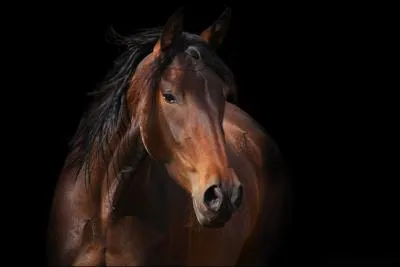 Quelle est sa robe ?