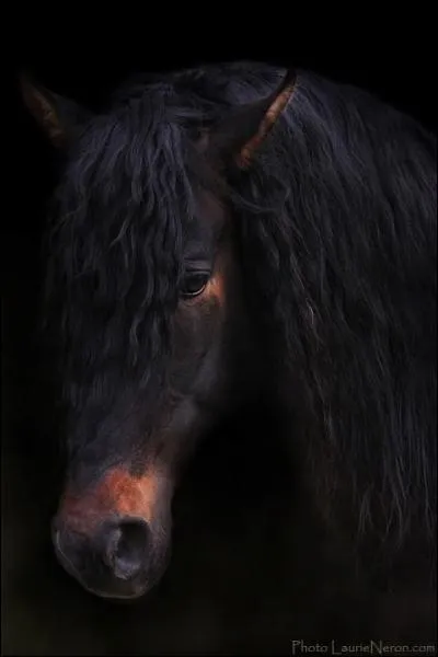 Quelle est sa robe ?