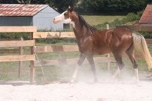 Quiz Chevaux
