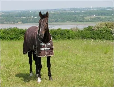 Quel membre de ce cheval n'a pas de marque ?