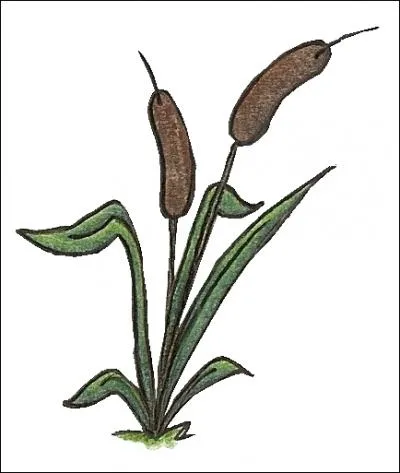 Une des spcialits gourmandes d'Annecy est le  Roseau du lac . De quoi s'agit-il ?