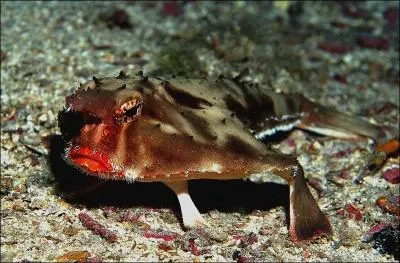 O peut-on trouver des poissons-chauve-souris  lvres rouges ? Ce sont de trs mauvais nageurs, il leur arrive donc frquemment de marcher sur le sol marin .