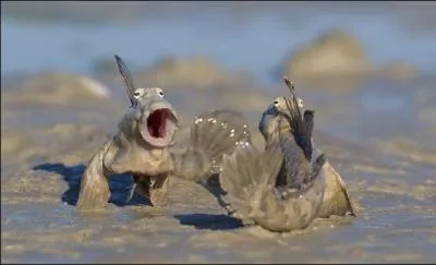 Le gobie sauteur (Periophthalmus gracilis) est un poisson qui est capable de se dplacer  l'air libre provisoirement  la recherche d'insectes. Quel type de sol ne peut-il pas parcourir ?