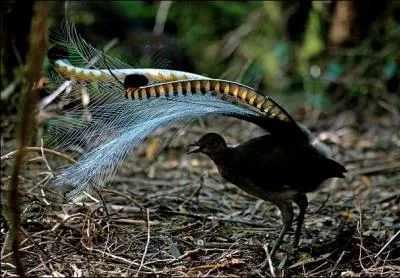 Comment s'appelle cet oiseau australien d'un mtre de long ? Il a la capacit d'imiter correctement une grande varit de sons .