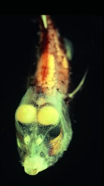 L'opisthoproctus soleatus est un poisson abyssal des rgions tropicales. De quelle forme sont ses yeux ?