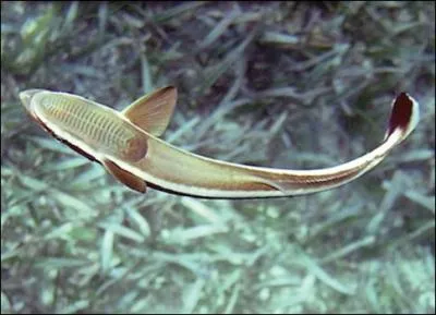 Quel est le nom scientifique de ce poisson qui est un trs mauvais nageur et qui s'accroche  de gros animaux pour se dplacer en change d'entretien ?