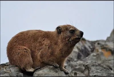 Le daman des rochers (procavia capensis) serait d'aprs une grande majorit de scientifiques, l'animal le plus proche des lphants, autant que les lamantins et dugongs .