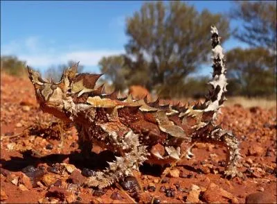 O vit le moloch hriss ? Malgr son aspect impressionnant, il est assez inoffensif et compte surtout sur la fuite devant le danger .