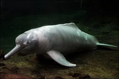 Quel est le nom de ce dauphin d'eau douce ? Ces animaux ont d voluer lorsque l'ocan s'est retir durant le Miocne .