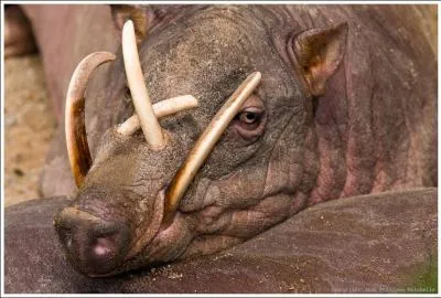 Le babiroussa des Clbes est un porc asiatique en voie d'extinction, babiroussa signifie  porc-cerf . Combien d'individus dnombre-t-on maintenant ?