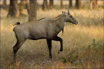 Quel est le nom de cette antilope indienne ? Elle mesure 1, 40 m de haut et peut courir  plus de 80 km/h. Son nom signifie  vache bleue .