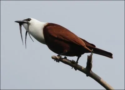 Quel est le nom de cet oiseau d'Amrique centrale ? Il a de petites excroissances noires qui sortent du bec comme celles des coqs .
