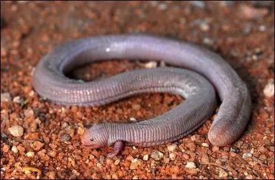 Qu'est-ce qu'un lzard-taupe mexicain (bipes biporus) ? Il peuvent dpasser les 20 cm et vivent essentiellement sous terre, et sortent la nuit.