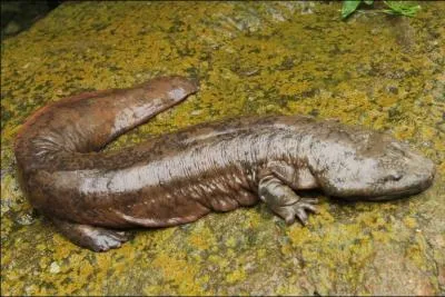 Quelle taille peut atteindre la salamandre gante de Chine (andrias davidianis) ? Cette espce est en danger critique d'extinction.