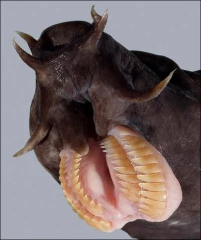 De quoi la myxine glutinosa se nourrit-elle ?