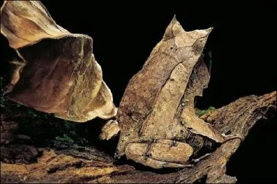 Jusqu' quelle altitude la grenouille cornue d'Asie du sud-est peut-elle vivre ?