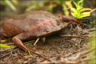 Le pipa pipa mesure 20 cm et peut vivre jusqu' 8 ans. Les petits sortent de leur uf qui est incrust dans le dos de leur mre sans passer par le stade ttard.
