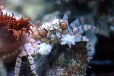 Quel est le nom de ce lybia tessellata (aussi appel crabe  pompons) ?