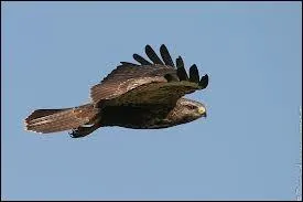 Eh ben le mien, cette année, il a eu une ''buse'' .