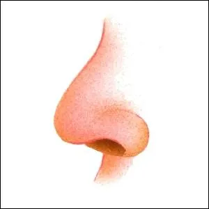 Je ne l'aime pas trop car il ''fait de son nez'' .