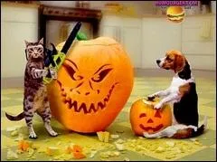 Quel film d'horreur, inspir d'une histoire vraie d'une famille dgnre, vous voque ce chat ?