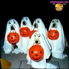 Quel est cette tradition pour Halloween ?