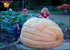 Combien peut peser une citrouille gante ?