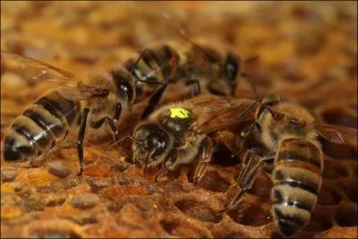 Quel est le nom scientifique de l'abeille d'Europe ?