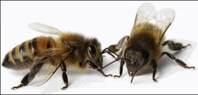 Et comment les appelle-t-on ?