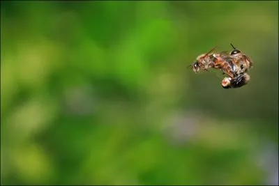 La reine ne sera fconde qu'une seule fois au cours de sa vie, lors...