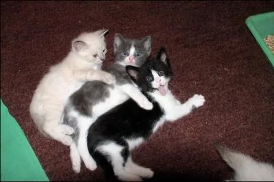 Comment traduit-on entre en anglais ?