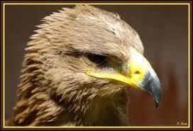 O trouve-t-on l'aigle des steppes ?