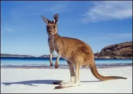 Quel animal porte son petit dans une poche ?