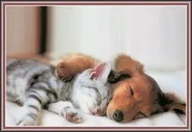 Si un animal (chien, cheval, chat... ) a une tique faut-il l'enlever ?