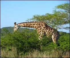 La girafe est un ruminant omnivore.