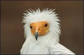 Le percnoptre est capable de soulever une pierre de 300 g pour casser un oeuf d'autruche.