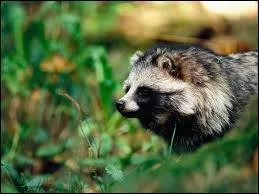 Malgr son nom contenant  chien , le chien viverrin fait partie des flids. Eh oui, c'est l'une de ses particularits.